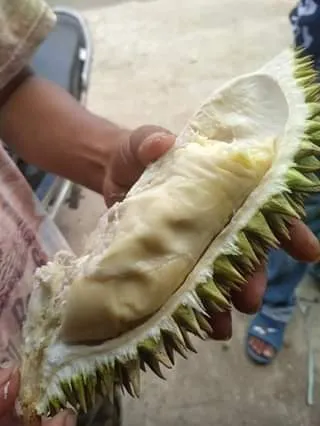Sebelah durian Aceh berdaging putih bersemu kuning di telapak tangan