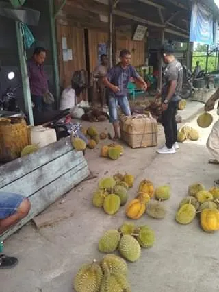 Lapak durian di pinggir jalan Calang dengan durian berjajar di tanah