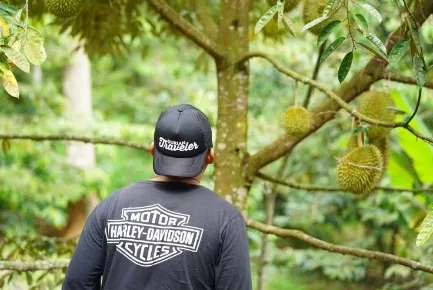 Pengunjung menatap pohon durian yang sedang berbuah di kebun