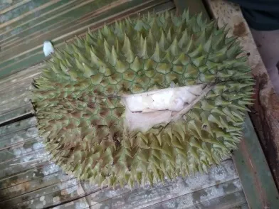 Durian Sitokong yang baru dibelah di atas bangku bambu
