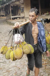 Pria Baduy memikul tandan durian di jalan kampung