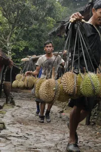 Warga Baduy beriringan memikul durian
