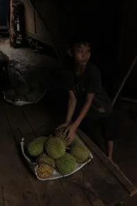Bocah menata durian di atas tampah