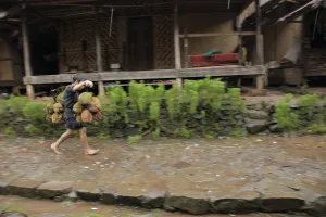 Warga Baduy memikul durian melintasi kampung