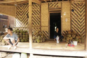 Durian menggunung di serambi rumah bambu di Kadu Ketug