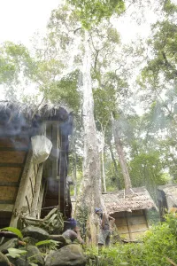 Pohon durian menjulang di antara rumah-rumah Baduy