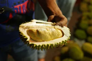 Durian Masohi berdaging kuning cerah di tangan
