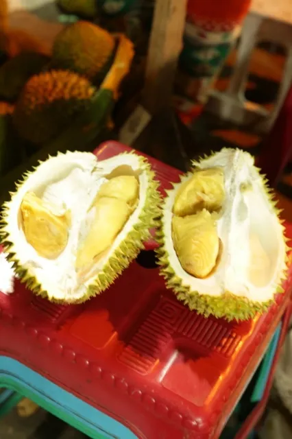 Dua belahan durian Masohi berdaging kuning di atas kursi plastik