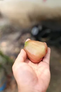 Sebutir jambu air di telapak tangan