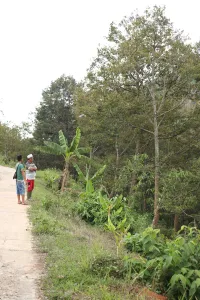 Dua orang berdiri di tepi jalan dekat kebun durian