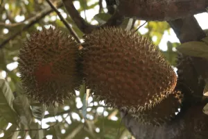 Dua buah durian Perwira menggantung di dahan
