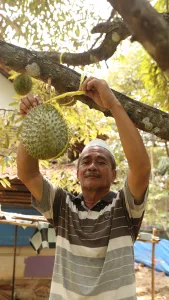 Pria berpeci memegang durian yang menggantung di pohon