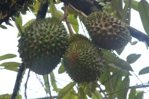 Tiga buah durian Perwira bergerombol di dahan