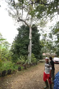 Pohon induk durian Perwira menjulang di halaman rumah