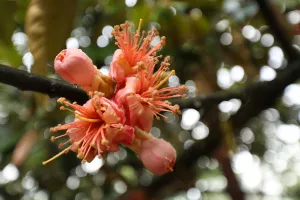Bunga durian merah menyala bermekaran