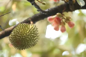 Buah durian muda di dekat bunga durian merah