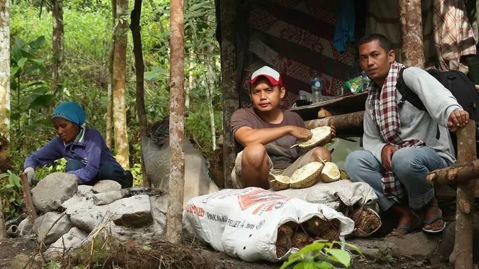 Menikmati durian di depan gubuk durian di parak