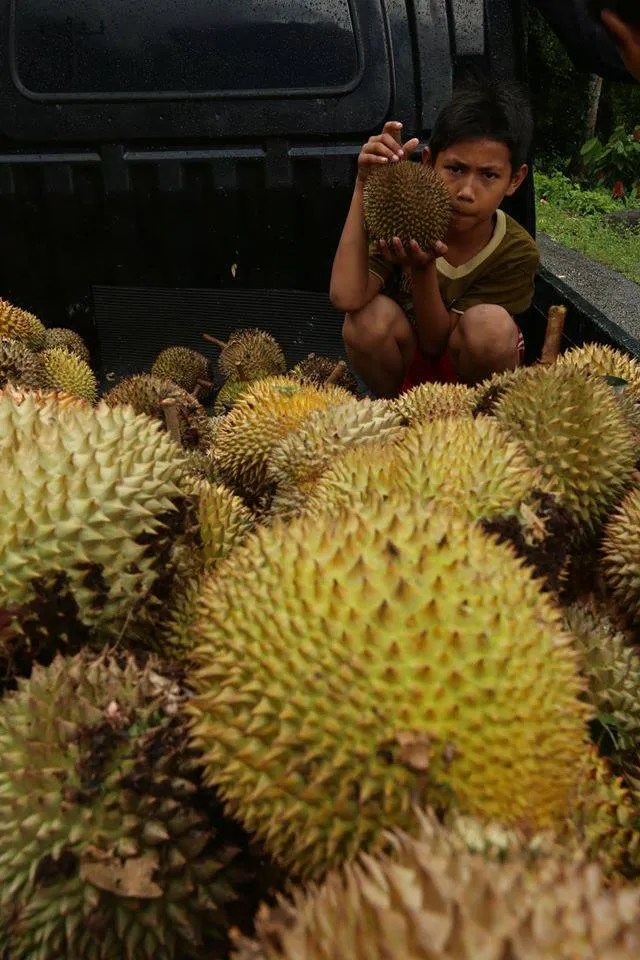 Anak laki-laki memegang durian di atas tumpukan durian di bak mobil