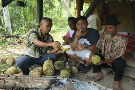 Warga menikmati durian di depan gubuk dekat perapian