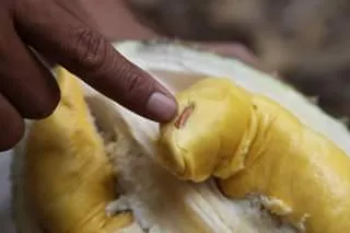 Jari menunjuk daging durian kuning yang terbelah