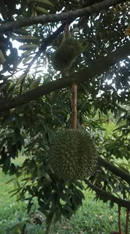 Buah durian muda menggantung di pohon