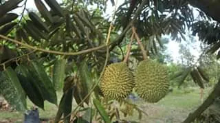 Dua buah durian muda menggantung di dahan