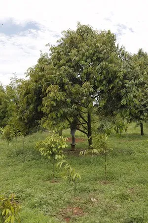 Pohon durian rimbun di kebun berumput