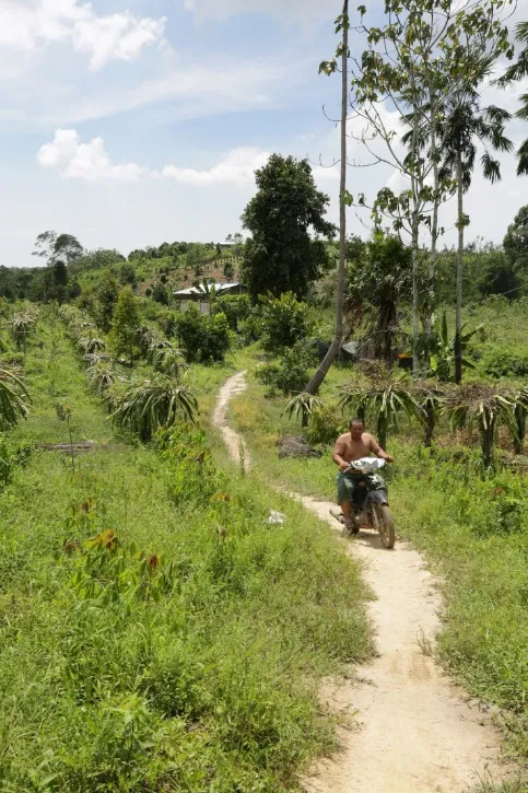 Pria bersepeda motor melintasi jalan setapak kebun