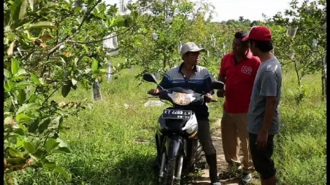 Pria bersepeda motor berbincang di antara pohon jambu kristal