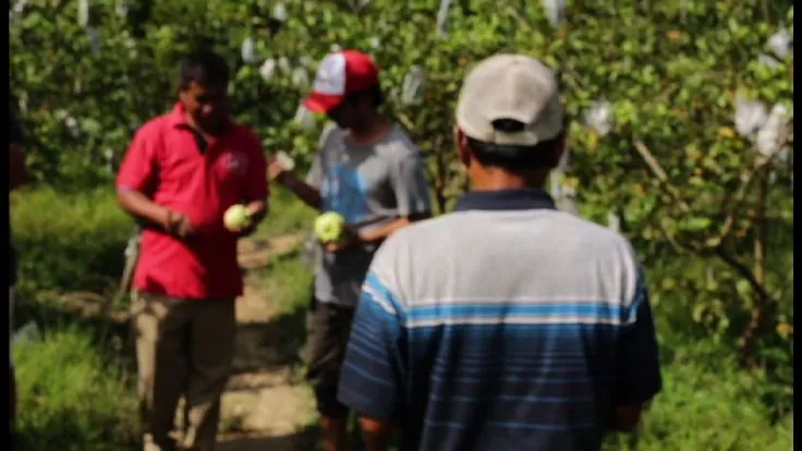 Pria memegang jambu kristal di kebun
