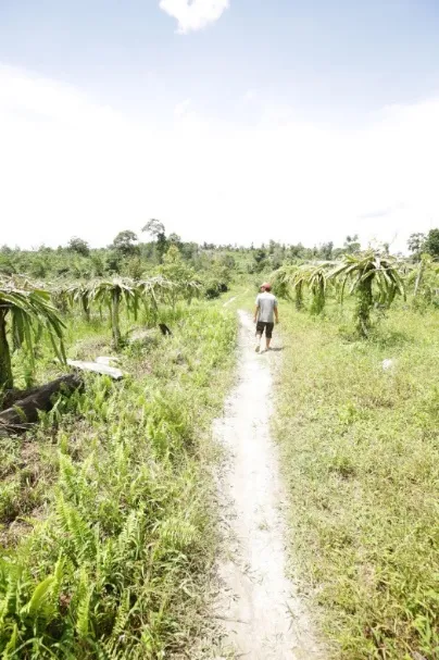 Pemuda berjalan di jalan setapak kebun buah naga