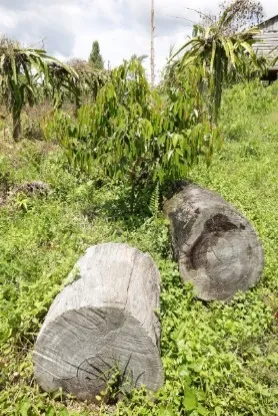 Potongan batang kayu tergeletak di dekat pohon durian muda