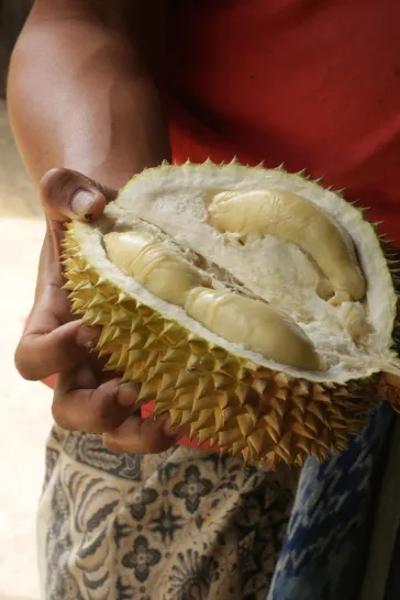 Durian terbelah berdaging kuning pucat di tangan