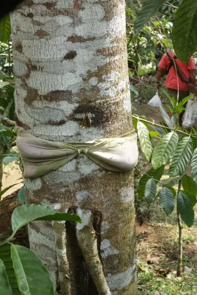Batang pohon durian diikat BH bekas