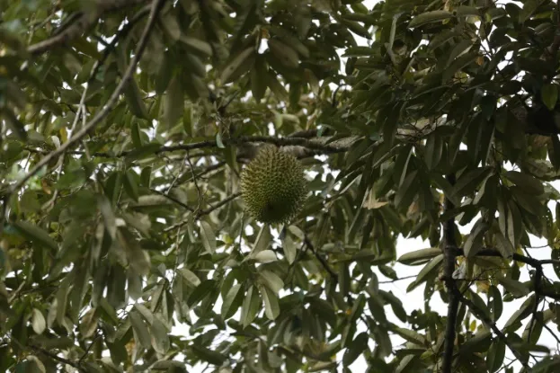 Buah durian menggantung di pohon yang rimbun